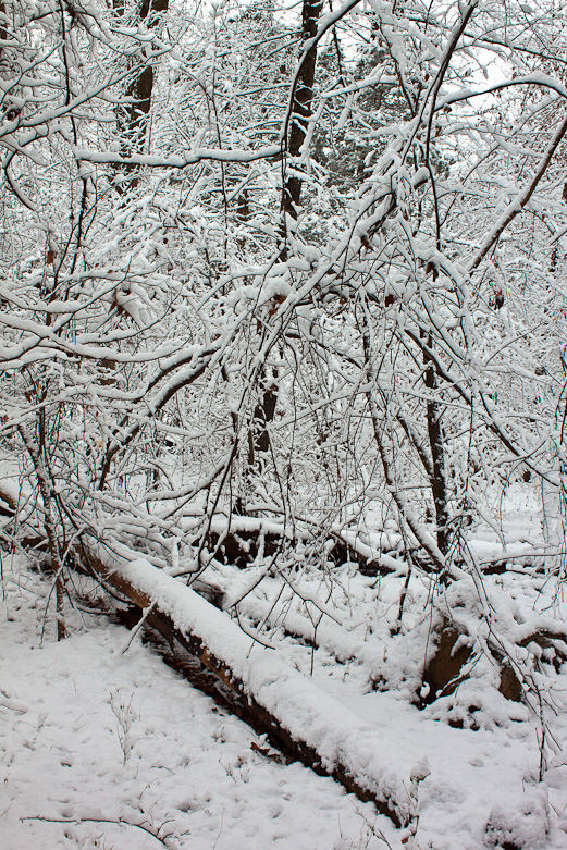 Crooked Run Creek, Durham, NC