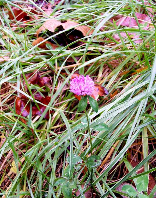 Last flower before frost North Carolina Mountains