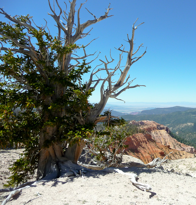 Cedar Breaks National Monument