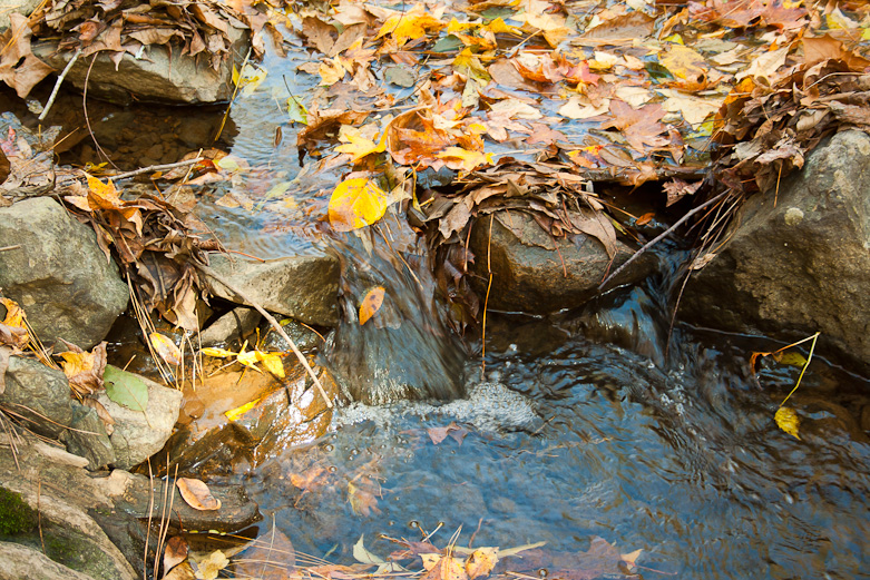 Crooked Run Creek, Durham, NC