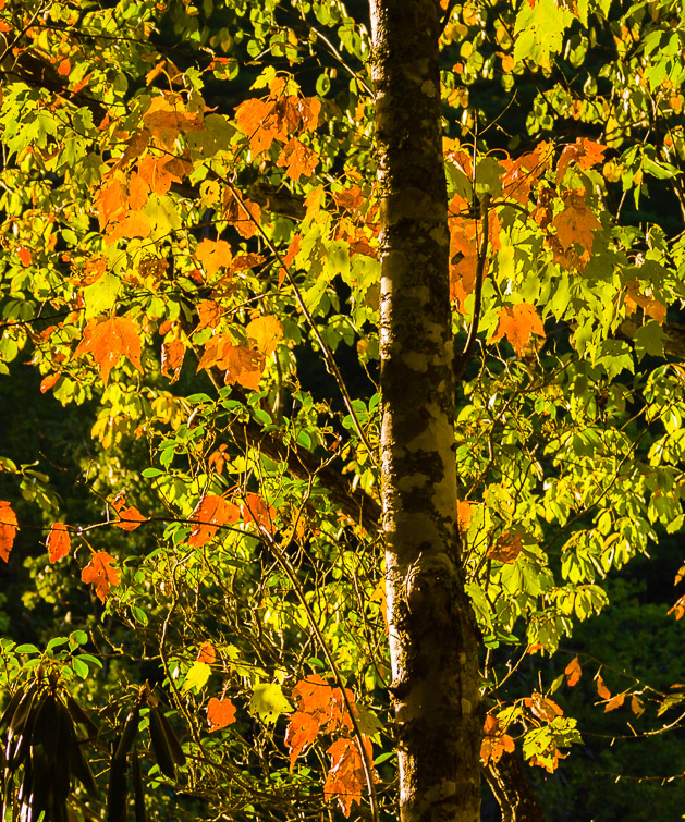 Fall Smoy Mountain National Park